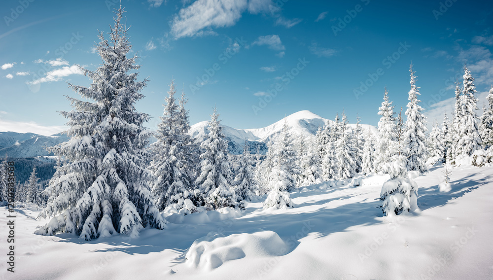 Poster scenic image of spruces tree in sunlight.