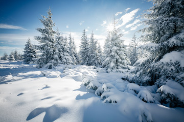 Fototapeta premium Magic image of spruces glowing by sunlight.