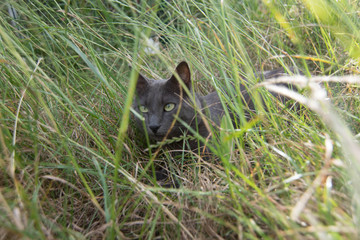 chat
