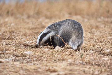 badger Meles meles © hugo