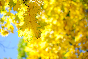 Yellow autumn maple leaves hanging from a tree