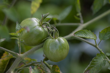 Tomato Green Raw Garden Organic