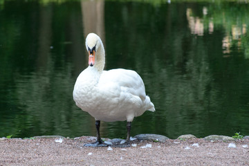 A white swan near a pond