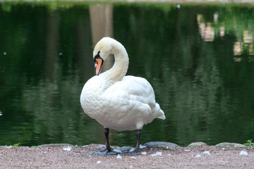A white swan near a pond