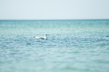 Naklejka premium seagull drifts in the blue sea