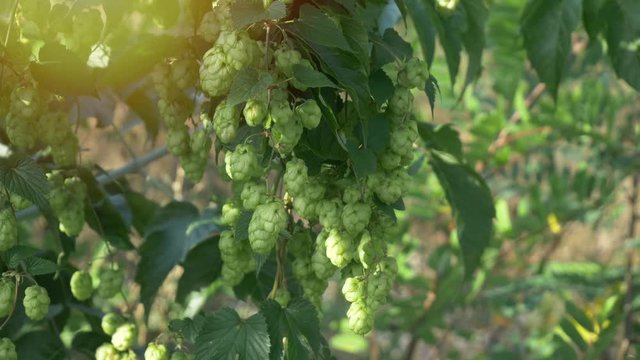 Scenic sunset with sunflare and rays of green hop humulus in slow motion
