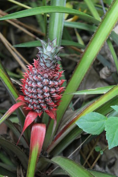 little red pineapple on the Bush