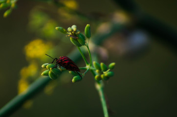 Macro photography of a small insect.