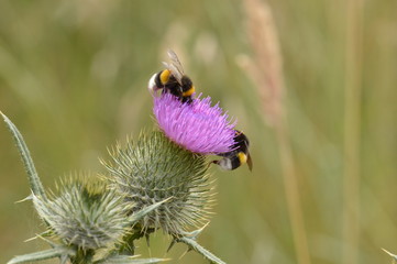 Dos abejas sobre flor de cardo