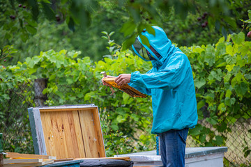 Beekeeper looking after bees and preparing for honey by maintaining the beehive. beekeeper holding...