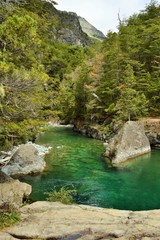 Pureza y armon&iacute;a en los bosques de la patagonia