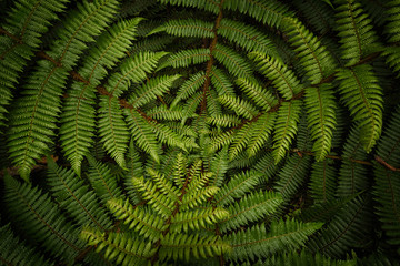 Green fern, national symbol of New Zealand, Aoteaora. Captured from top down. Very moody view, symbolic. Hidden deep in a forest. © janstria