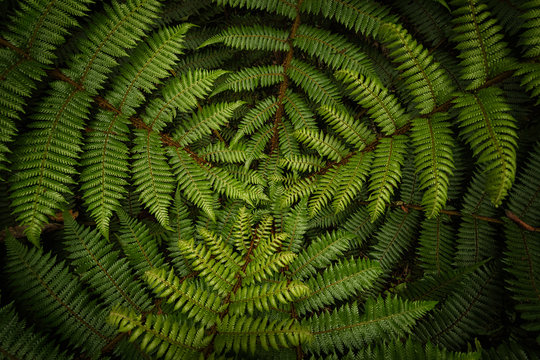 Green fern, national symbol of New Zealand, Aoteaora. Captured from top down. Very moody view, symbolic. Hidden deep in a forest.