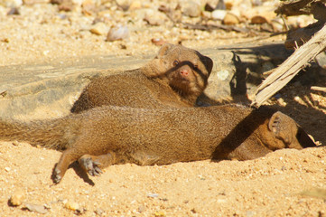Obraz premium SONY DSC