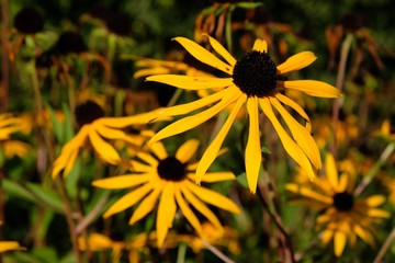 Yellow flowers of Rudbeckia fulgida.  Other name: the orange coneflower or perennial coneflower. 