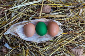 Three Chicken Eggs in Dry Corn Leaf on Straw Background Middle Egg is Different Color - Green