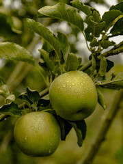 Green apple in the tree