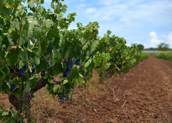Fototapeta na wymiar grape vineyard