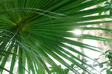 Obraz na płótnie Canvas The sun through a tropical palm tree