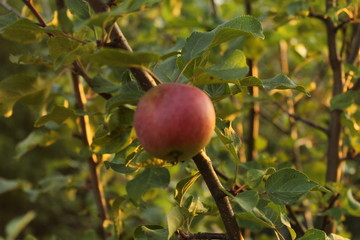Stump with moss closeup