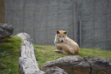 Dingo in Zoo