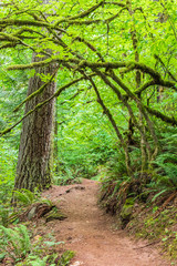 USA, Washington State, Battle Ground Lake State Park. Hiking trail through the forest.
