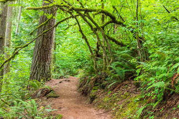 USA, Washington State, Battle Ground Lake State Park. Hiking trail through the forest.