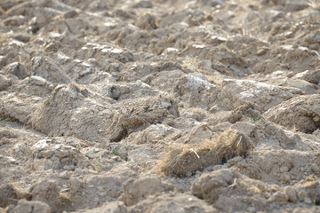 Arable land in the countryside. Farmland landscape. View of agricultural land prepared for sowing....