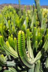 Gran Canaria - Kaktus (Makro)