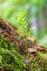 USA, Washington State, Battle Ground Lake State Park. Young fern in the forest.