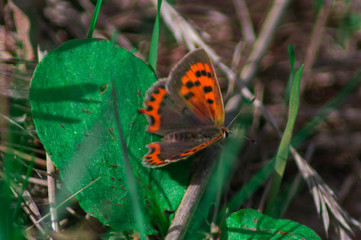 Macro photography of a butterfly.