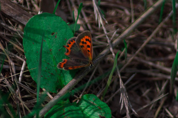 Macro photography of a butterfly.