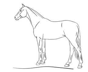 Exterior sketch of a warm blooded horse