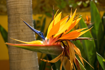 Obraz premium Gran Canaria - Gran Canaria - Strelitzie (Makroaufnahme)