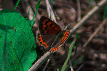 Macro photography of a butterfly.