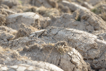 Arable land in the countryside. Farmland landscape. View of agricultural land prepared for sowing. Plowed and harrowed ground. Soil recently ploughed for new season.