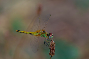 Macro photography of a dragonfly.