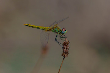 Macro photography of a dragonfly.