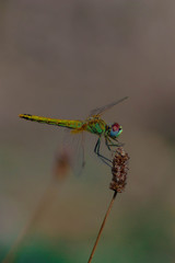 Macro photography of a dragonfly.
