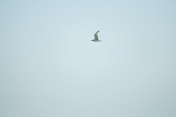 seagull soars in the blue sky