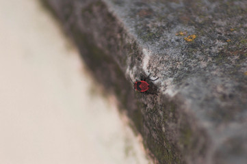 Macro photography of a small insect.