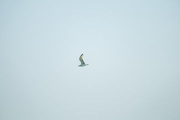 seagull soars in the blue sky