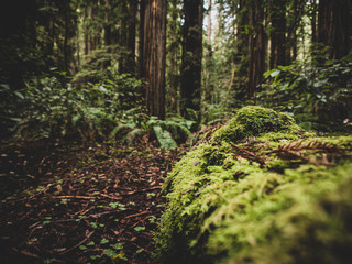 Obraz premium Redwood forest
