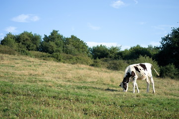 A veal grazing in the fields of Cantabria, Spain