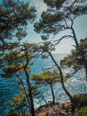 Pine-trees on the coast