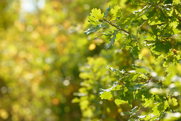 Beautiful colorful leaves in autumn forest. Red, orange, yellow, green and brown autumn leaves. Oak foliage. Seasonal background