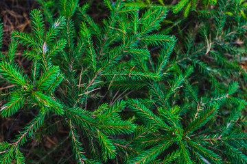 Young branches of a little spruce. Bright green branches. Christmas tree branch background. View from above