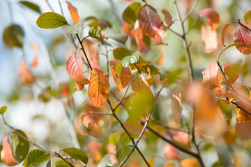 Beautiful colorful leaves in autumn forest. Red, orange, yellow, green and brown autumn leaves. Bush and tree foliage. Seasonal background