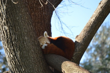 Red Panda