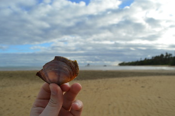 Sea Shell on the beach